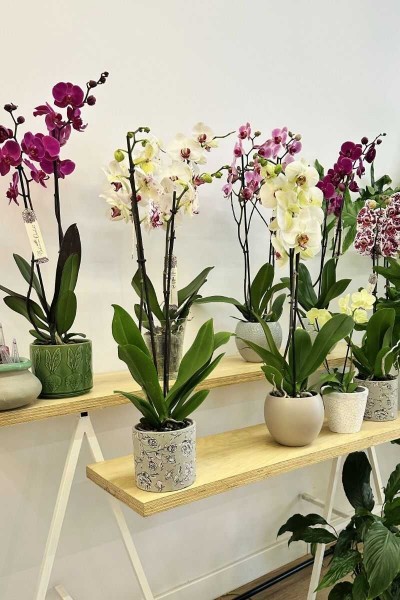Panoramica Orquídeas Phalaenopsis 