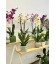 Orquídea Phalaenopsis Elegancia Natural