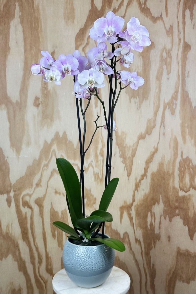 Orquídeas Phalaenopsis Rosada