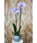 Orquídeas Phalaenopsis Rosada