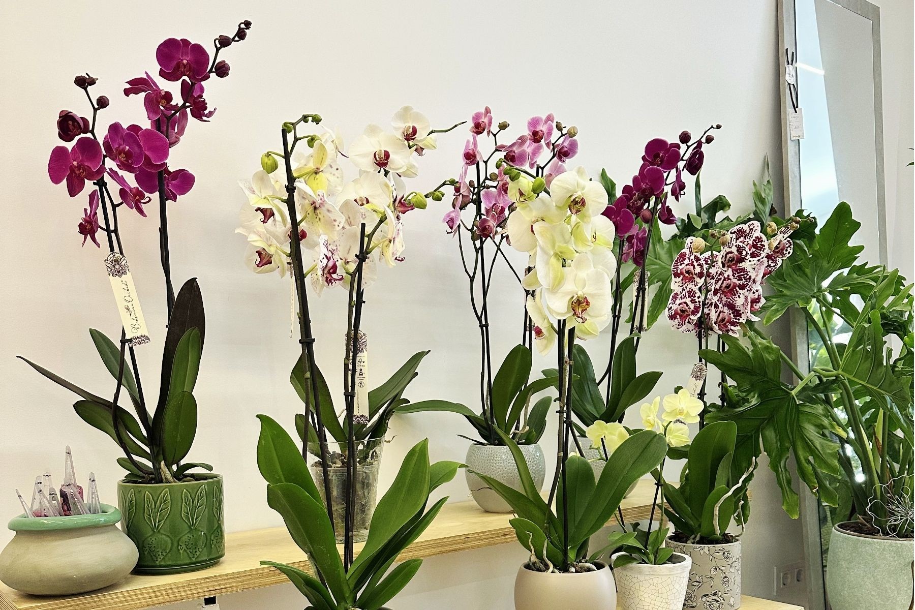 BANNER ORQUIDEAR